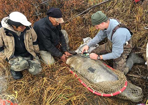 Tagging a young bearded seal