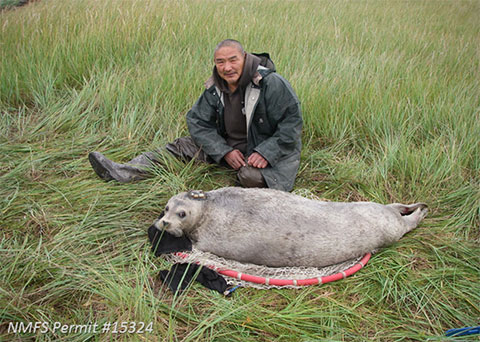 Alexander Niksik tagging a young bearded seal captured in St Michael Canal 22 August 2015