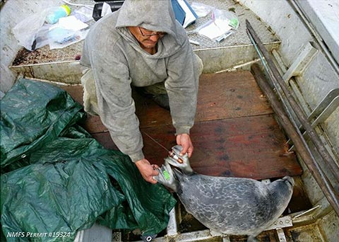 Alexander Niksik holding the flippers of a young male ringed seal that was tagged near St Michael 10 June 2016  The satellite transmitter SPOT tag is attached to the seals left flipper and a uniquely numbered ID tag is attached to the right flipper