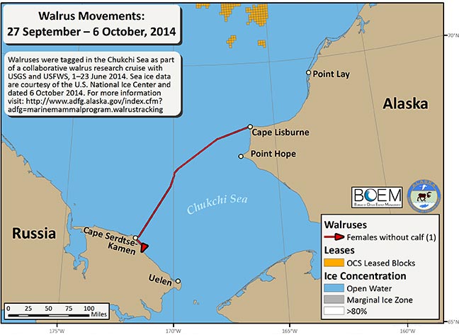 Requested Walrus Tracking Map