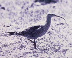 Eskimo Curlew - Alaska Department of Fish and Game (ADFG)