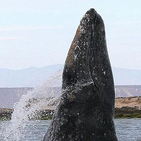 Gray Whale (Western North Pacific DPS)