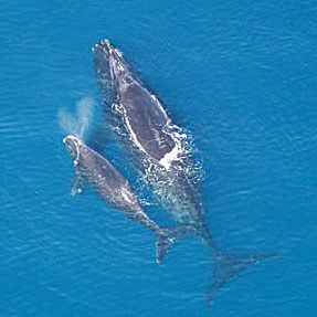 North Pacific Right Whale