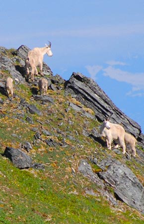 Figure 1 Nannykid nursery group in midsummer near the Herbert Glacier the location where John Schoen and others conducted the first mountain goat research study in southeastern Alaska 19771982