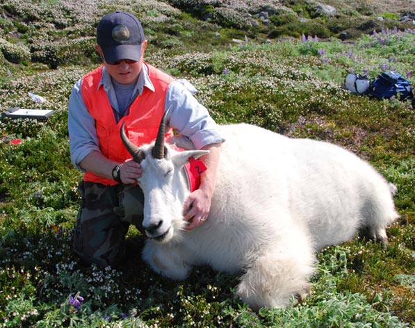 Figure 4 Wildlife biologist Ryan Scott handling an immobilized adult male mountain goat to deploy a GPS radiocollar The mountain goat weighed 385 lbs in early August the largest mountain goat weighed in Alaska to date