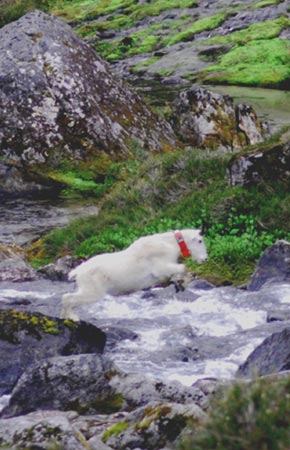 Figure 1 Even though mountain goats occasionally cross small streams large river valleys impede movement and gene flow between ridge systems inhabited by mountain goats