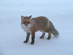 A red fox in the Arctic The range of the red fox overlaps with the Arctic fox