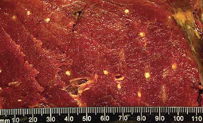 Moose meat with small emTaenia krabbeiem cysts