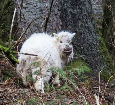 Mountain goat with scabby lesions of Contagious Ecthyma on muzzle and eye