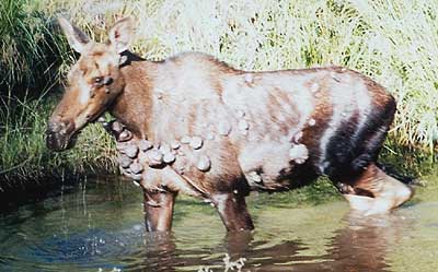 Moose with numerous warts