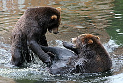 two bears in water - Alaska Department of Fish and Game (ADFG)