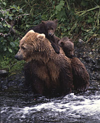 brown bear and two cub - Alaska Department of Fish and Game (ADFG)