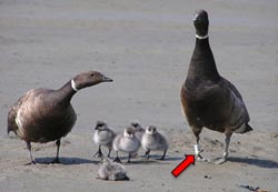 Waterfowl band attached to member of brant family