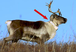 Collared cow caribou