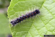 Gypsy moth catepillar