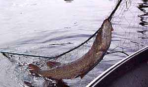 Northern pike in a gillnet