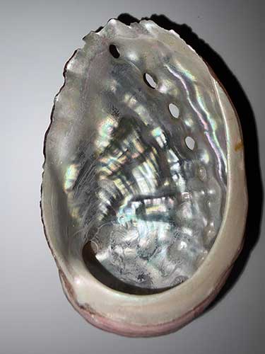 Photo of a Pinto Abalone