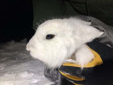 Photo of a Alaska Hare