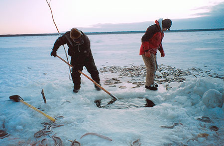 Photo of a Arctic Lamprey
