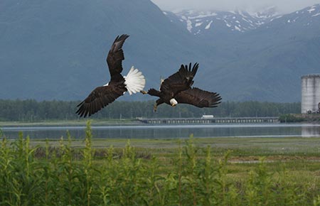 Photo of a Bald Eagle