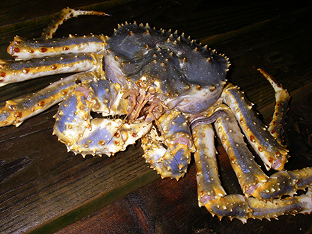 Photo of a Blue King Crab