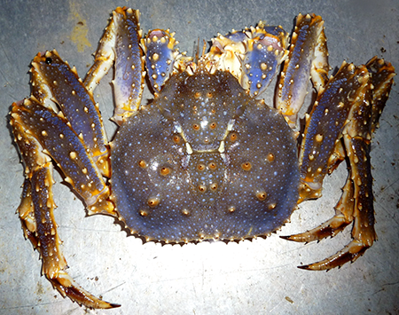 Photo of a Blue King Crab
