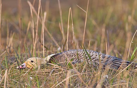 Photo of a Emperor Goose