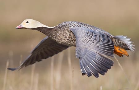 Photo of Emperor Goose