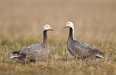 Photo of a Emperor Goose