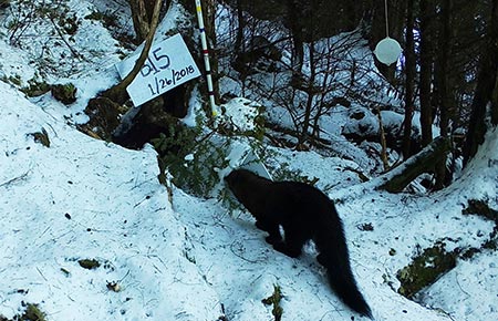 Photo of a Fisher