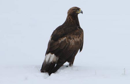 Photo of a Golden Eagle