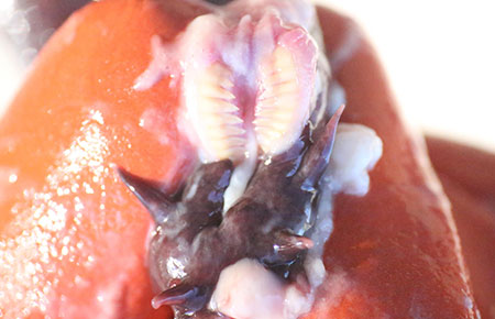 Photo of a Hagfish