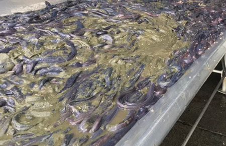 Photo of a Hagfish