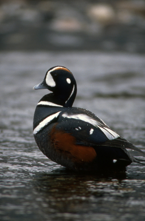 Photo of a Harlequin Duck