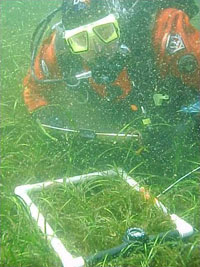 ADFampG diver samples herring roe density