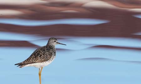 Photo of Lesser Yellowlegs by Arin Underwood / ADF&G