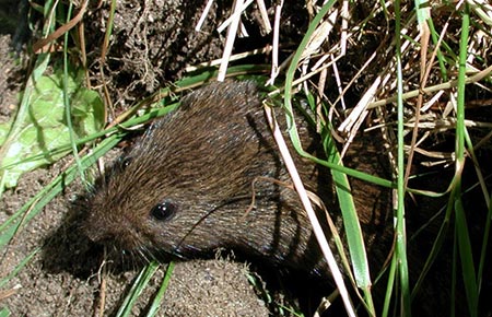 Photo of a Meadow Vole