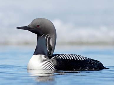 Photo of a Pacific Loon