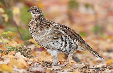 Photo of a Ruffed Grouse