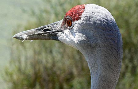 Photo of a Sandhill Crane