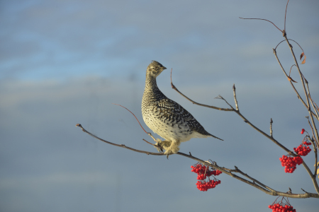 Photo of a Sharp-tailed Grouse