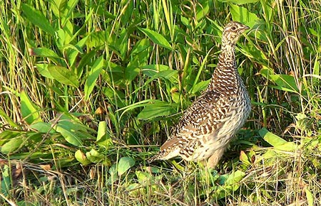 Photo of a Sharp-tailed Grouse