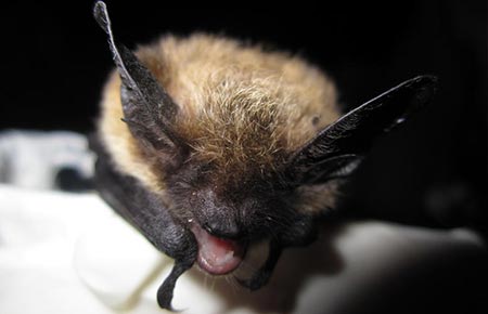 Photo of keen's myotis