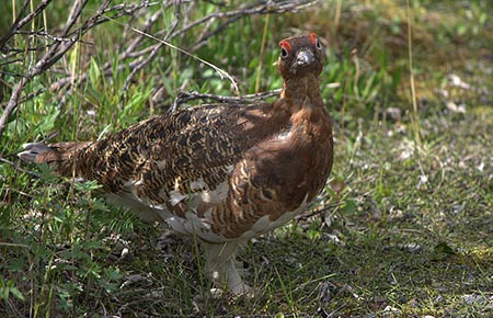 Photo of a Willow Ptarmigan