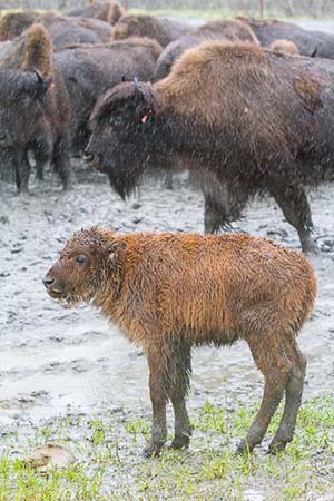 Photo of a Wood Bison