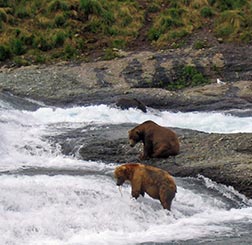 Bears at falls
