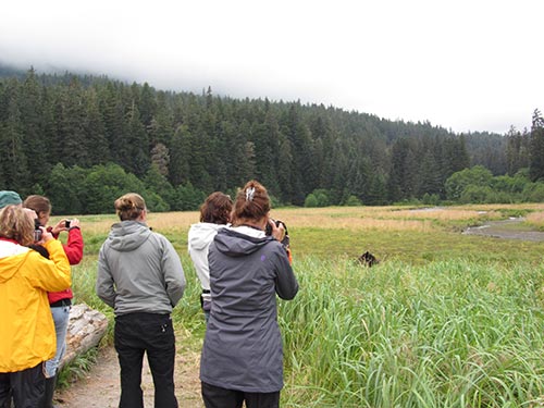 Hungry bears tend to ignore the observers at the gravel pad