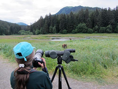 Photographing brown bears grazing in the salt marshes