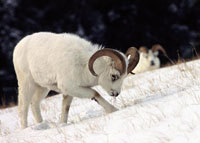 A Dall sheep forages for food