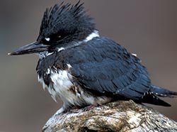 Belted kingfisher